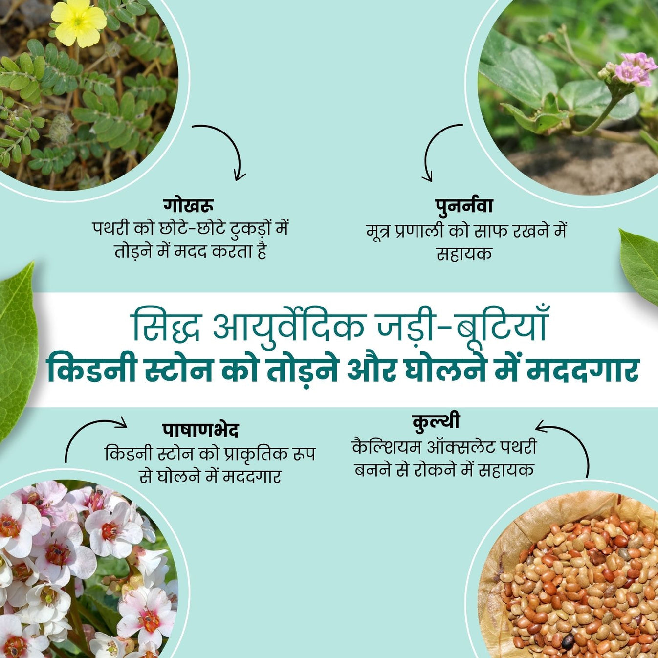 Kidney Stone Crusher (Free Diet Chart & Ayurveda Expert Consultation )