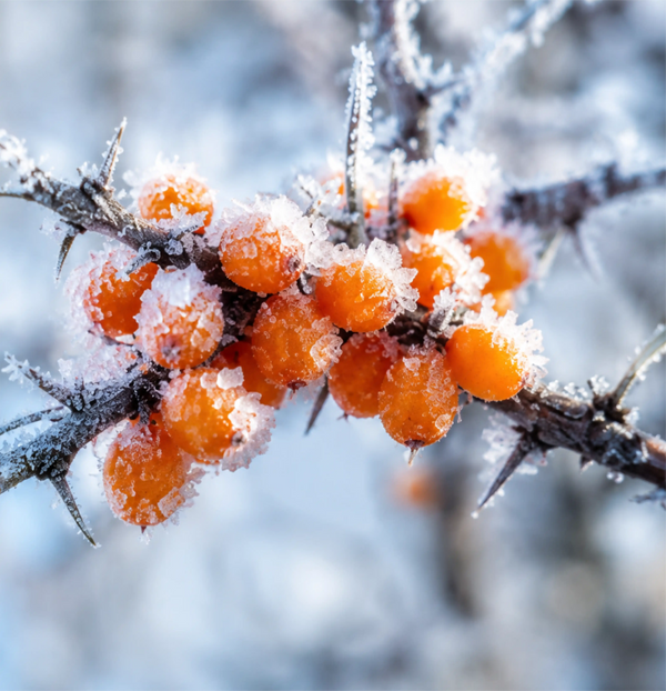 HARSH CLIMATE
